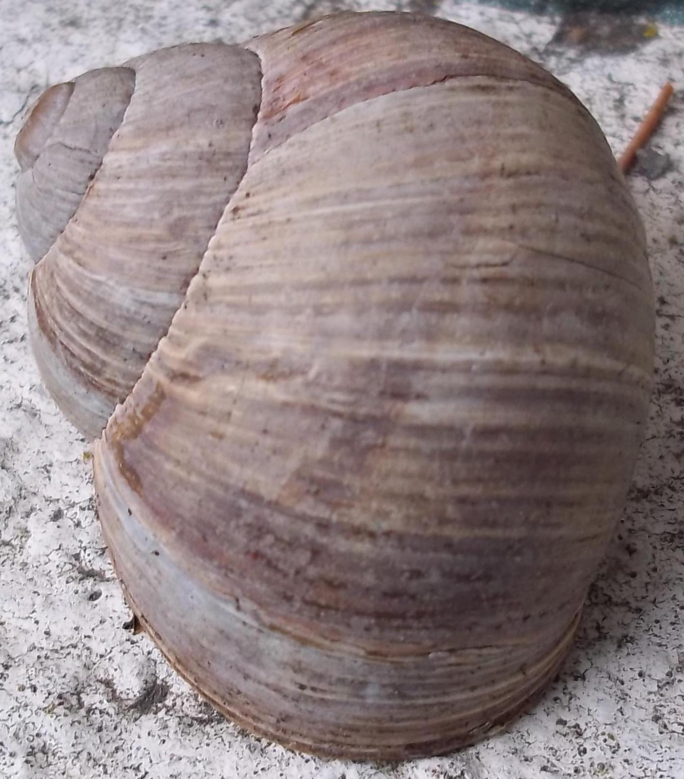 Helix pomatia  CDF 1